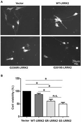 Curcumin Reduced H2O2- and G2385R-LRRK2-Induced Neurodegeneration